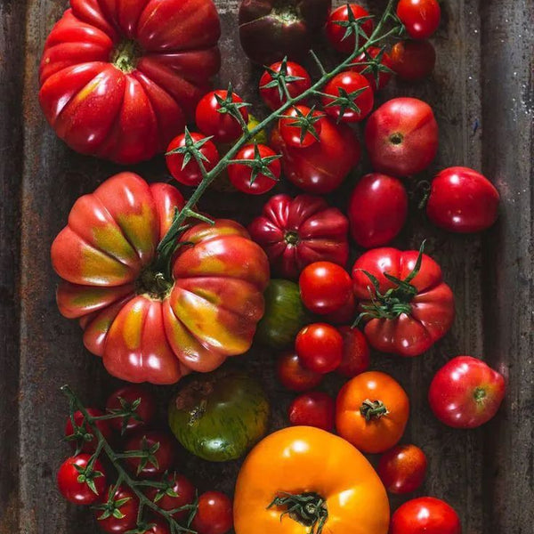 Tomate Basilic