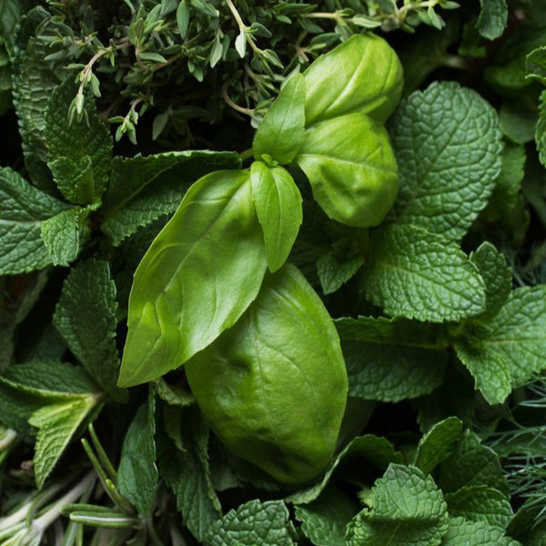 Menthe et basilic