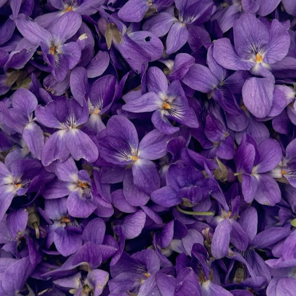 Violette