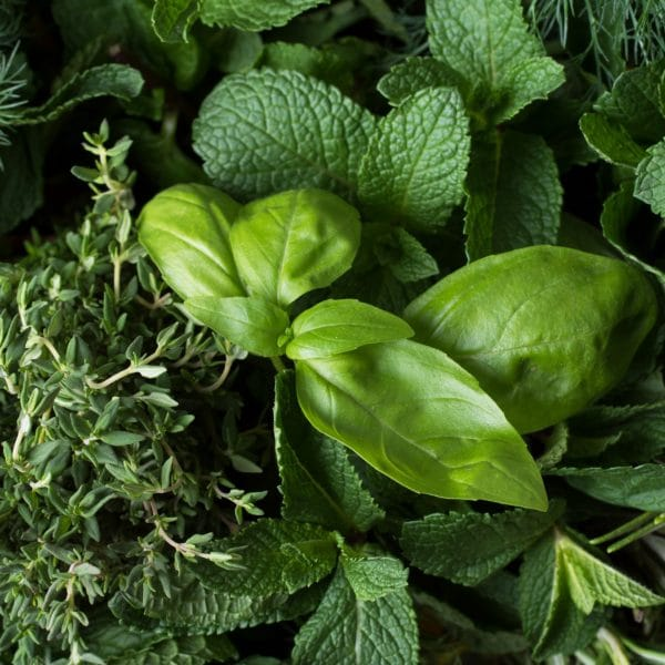 Sauge basilic menthe